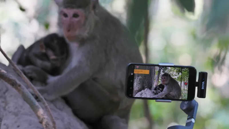 Camboja espera reprimir o abuso de macacos por YouTubers no site da UNESCO em Angkor