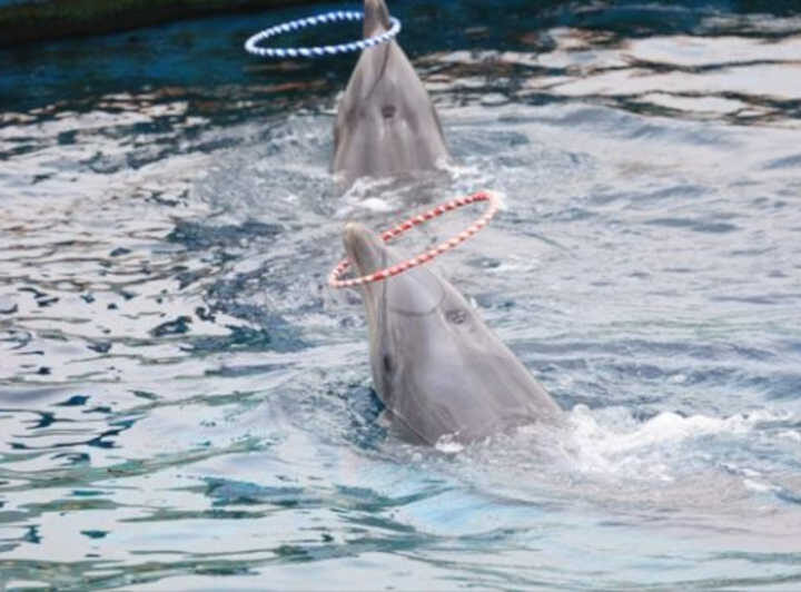 Grupo de direitos dos animais alega que o Geoje Sea World causou a morte prematura de golfinhos