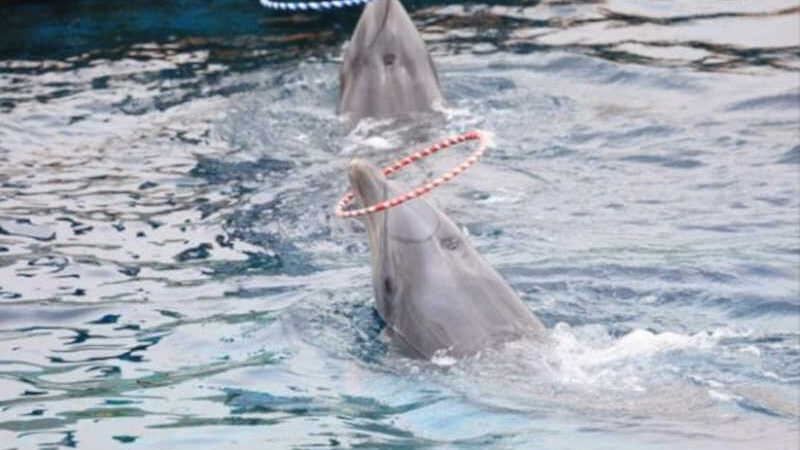 Grupo de direitos dos animais alega que o Geoje Sea World causou a morte prematura de golfinhos