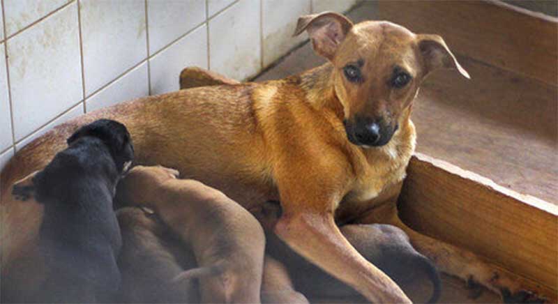 Projeto de lei do DF prevê multa de até R$ 70 mil por maus tratos a animais de rua
