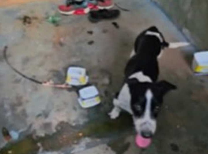 Vídeo mostra resgate de dois cachorros em meio a fezes e vômito no DF
