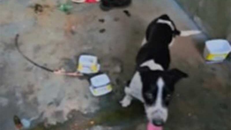 Vídeo mostra resgate de dois cachorros em meio a fezes e vômito no DF