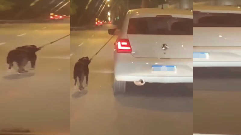 VÍDEO: cachorro é puxado por carro em movimento no DF