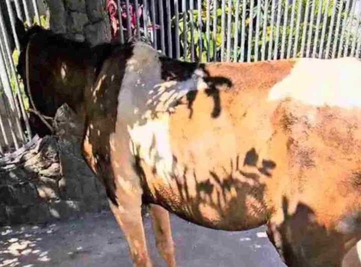 Cavalo vítima de maus-tratos é resgatado em Ceilândia, DF