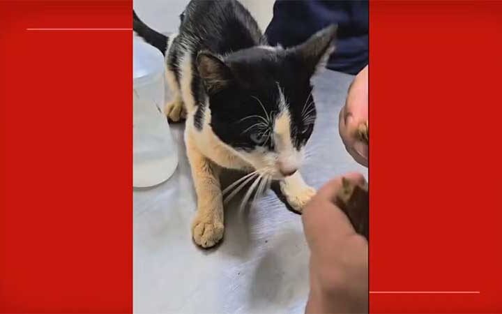 VÍDEO: gato é pendurado pelo pescoço em muro de casa no DF