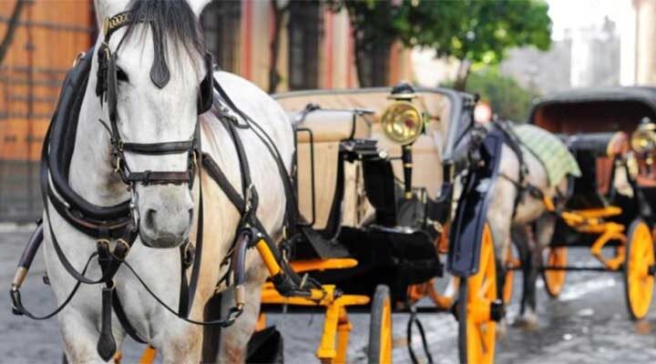 Morreu mais um cavalo usado para passeios turísticos em Sevilha