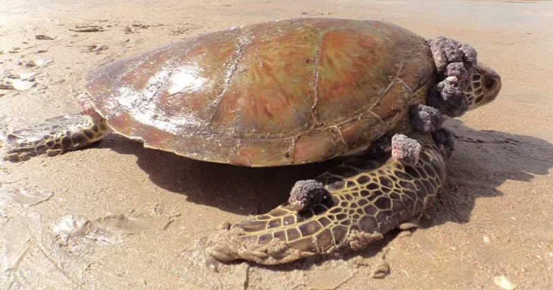 Tartarugas com tumores indicam que praias estão muito poluídas