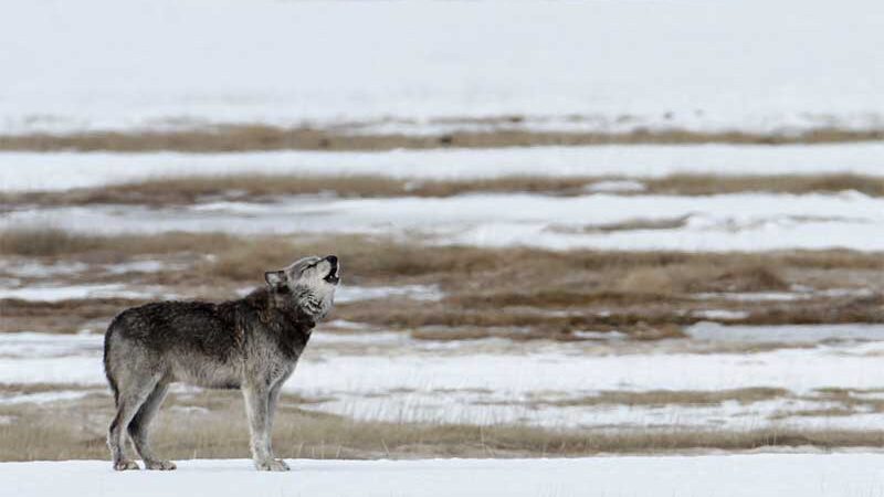 Caçador tortura lobo no Wyoming (EUA),  provoca indignação e destaca limitações legais