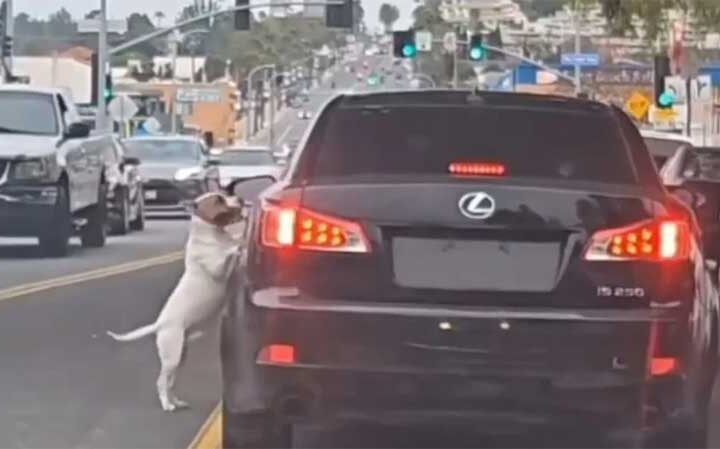 Cachorro persegue carro após ser jogado pela janela: ‘Nojento’