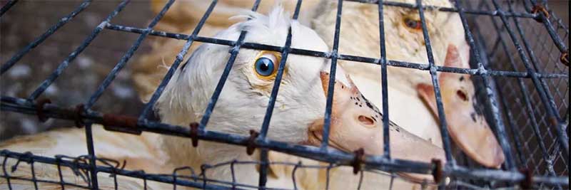 Campanha é lançada para proibir a venda de foie gras em Ann Arbor, Michigan