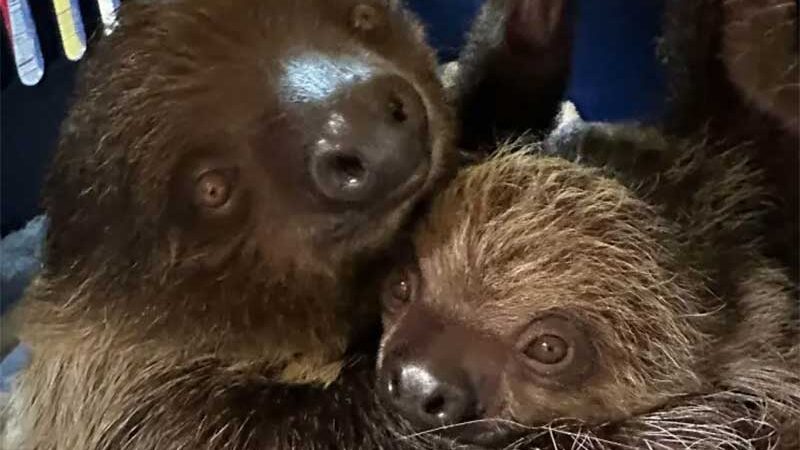 EUA: loja de animais exóticos Sloth Encouters fechou depois que proprietário foi acusado de abuso