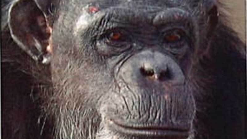 Opinião: os 26 chimpanzés remanescentes para pesquisa podem estar próximos de um verdadeiro santuário
