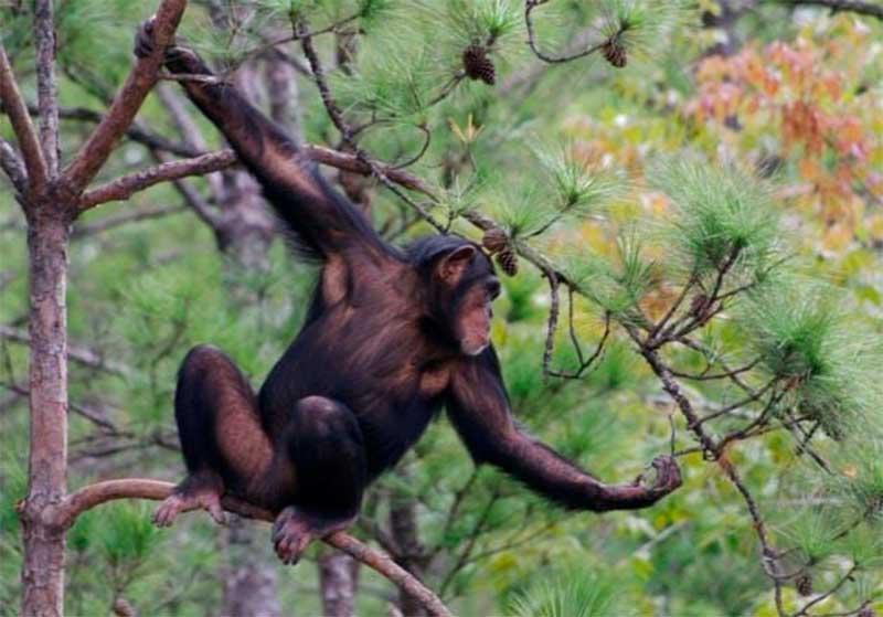 Um chimpanzé explora do alto de uma árvore no santuário Chimp Haven na Louisiana.