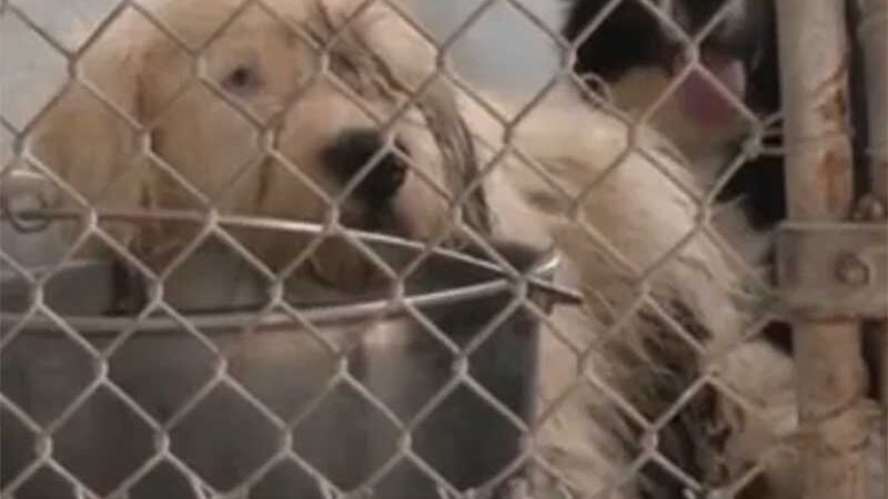 Quase 100 cães resgatados após motorista do Uber Eats relatar cheiro