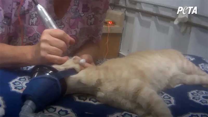 Hospitais veterinários abandonam banco de sangue animal acusado pela PETA de uso de sangue de cães “doentes”