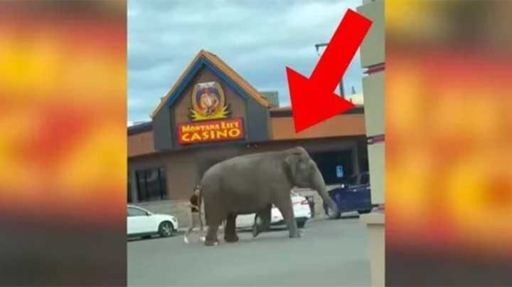 VÍDEO: A idosa elefante Viola foge dos abusadores do circo e corre em pânico pelas ruas da cidade
