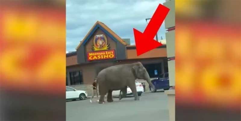 VÍDEO: a idosa elefante Viola foge dos abusadores do circo e corre em pânico pelas ruas da cidade