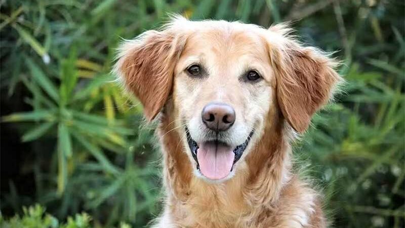 Vacina anti-câncer para cães dobra a taxa de sobrevivência dos animais