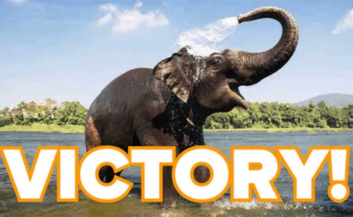 Vitória! Circo Hadi Shrine não explorará mais elefantes em suas apresentações