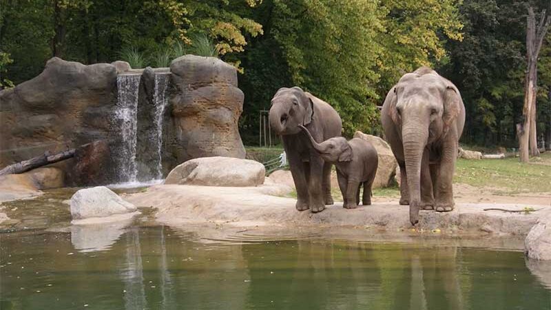 Zoológico de Louisville (EUA) envia elefantes para um santuário!