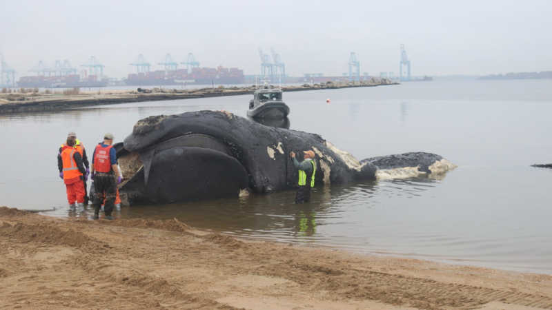 Outra baleia-franca ameaçada de extinção morre após uma colisão com um navio na costa leste dos EUA