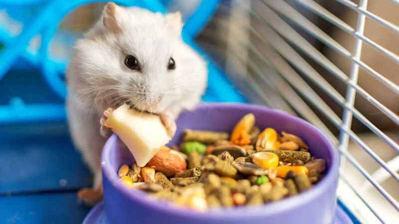 Ativistas lançam campanha pedindo para que lojas parem de vender hamsters e pequenos animais