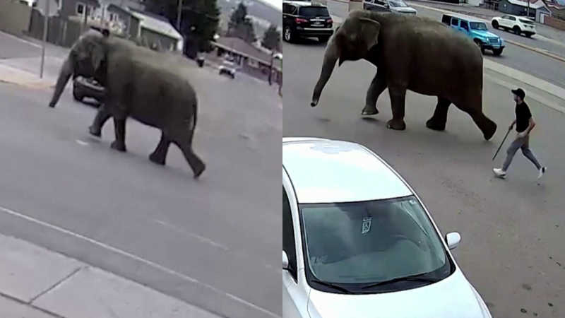 Elefante escapa de circo nos EUA após tomar susto; veja os registros