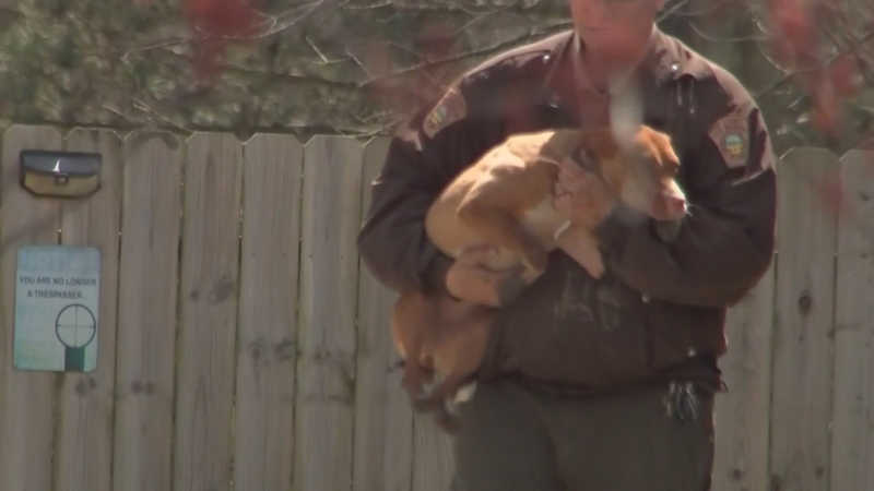 Homem é acusado após 40 cães serem retirados de casa nos EUA em resposta a relatos de crueldade contra animais