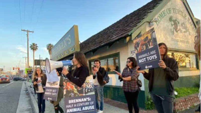 Famoso bar de corrida de tartarugas de Los Angeles atingido por protestos pelos direitos dos animais