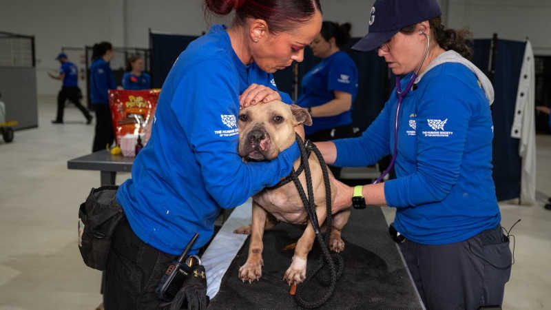Mais de 120 cães apreendidos em complexo de New Jersey em suposta arena de briga de cães