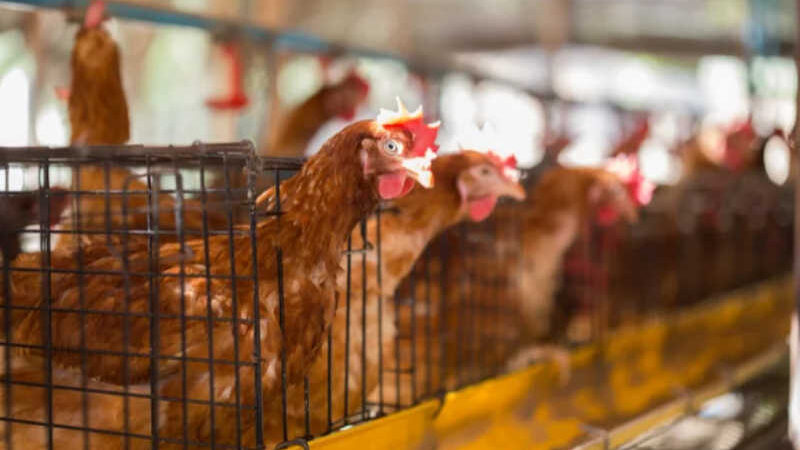 Escócia propõe a proibição de gaiolas para galinhas poedeiras pela primeira vez no Reino Unido