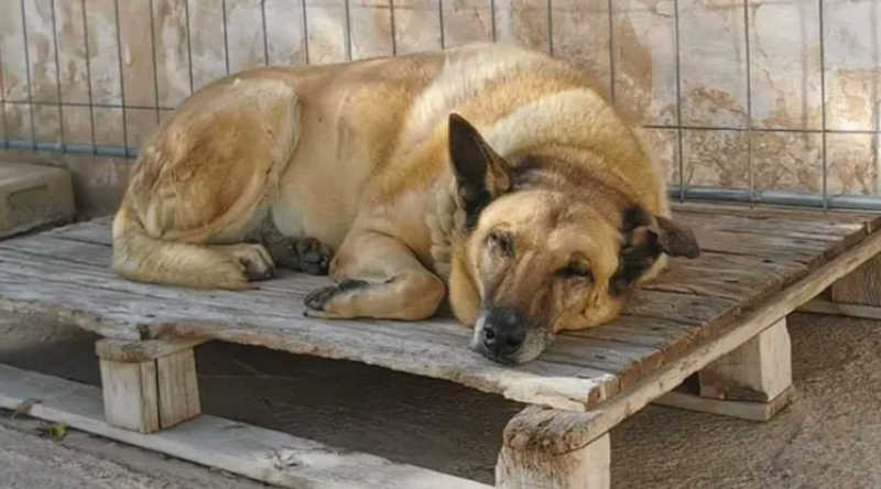 Dingo viveu num abrigo 11 anos sem que ninguém o quisesse. Aos 17 anos, foi adotado e já tem casa