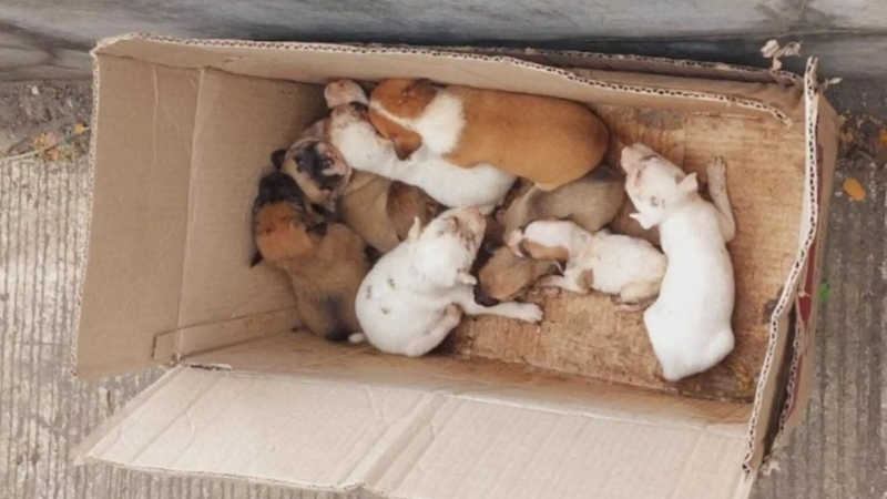 Nove filhotes de cachorro são resgatados por ciclistas e acolhidos por abrigo