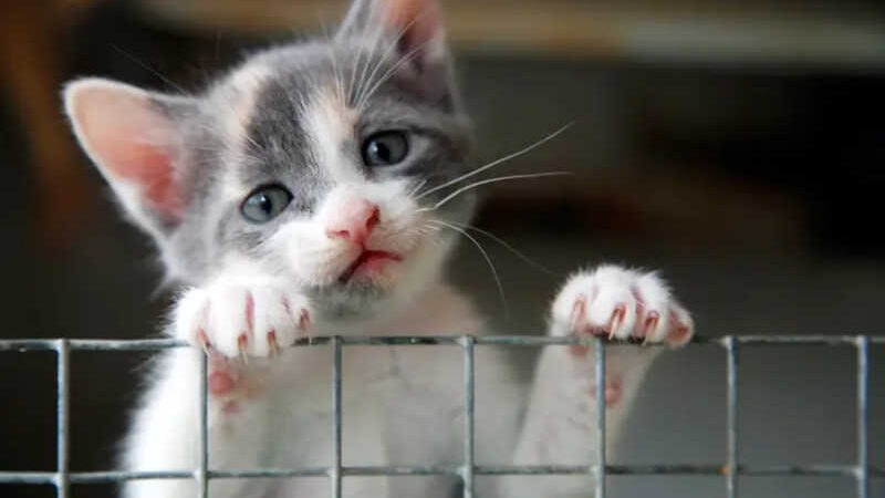 Casal que tinha 159 gatos a viver em condições miseráveis proibido de ter animais de estimação