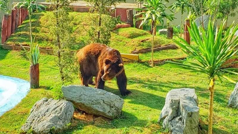 Juíza vê ‘riscos incalculáveis’ em transferência e mantém urso Robinho no Zoológico de Goiânia