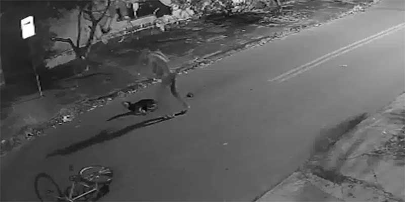 Usando tornozeleira eletrônica, homem é flagrado agredindo cadela na rua; VÍDEO