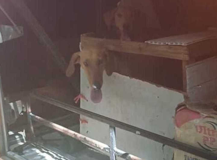 Seis cachorros são resgatados em bagageiro de ônibus em Goiás