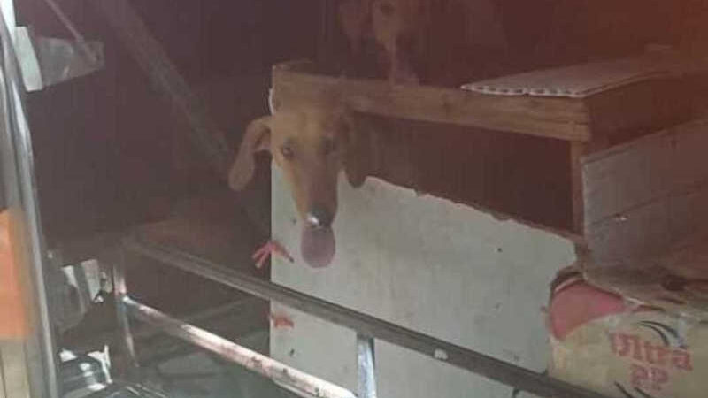 Seis cachorros são resgatados em bagageiro de ônibus em Goiás