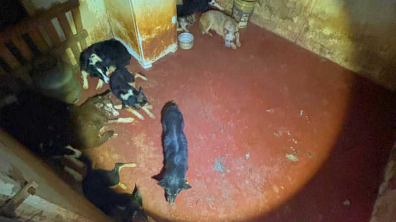 Polícia Civil de Goiás prende adestrador de cachorros por maus-tratos e resgata 12 animais