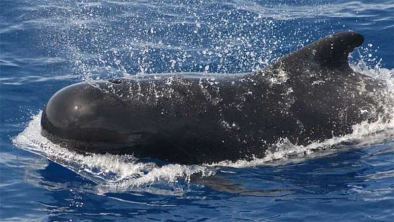 Os líderes das ilhas do Pacífico concedem o estatuto de “pessoa jurídica” às baleias e aos golfinhos