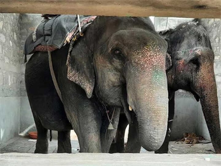 Associação pede a reabilitação imediata e adequada dos elefantes em cativeiro na Índia em meio ao aumento de incidentes mortais