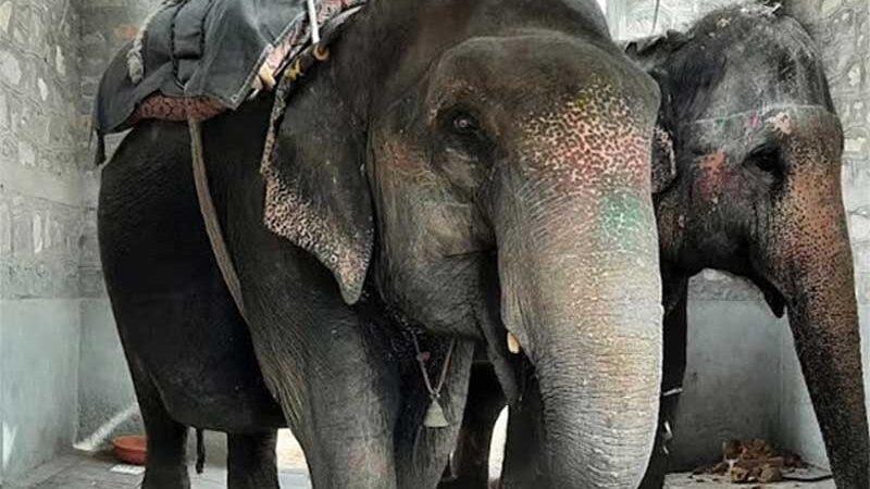 Associação pede a reabilitação imediata e adequada dos elefantes em cativeiro na Índia em meio ao aumento de incidentes mortais