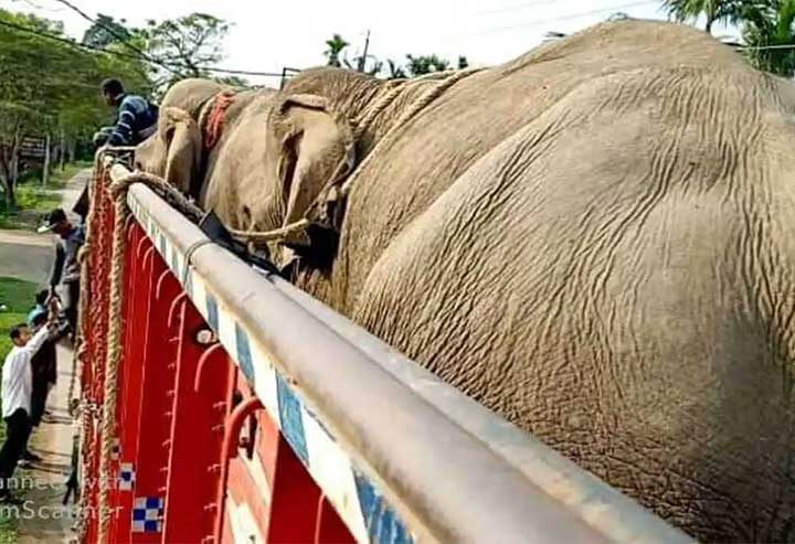 Ativistas denunciam falhas nas regras de transferência de elefantes em cativeiro na Índia e exigem uma ação urgente