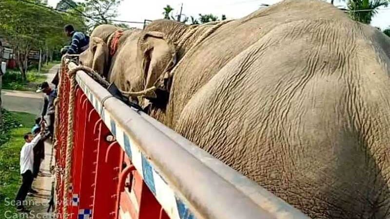 Ativistas denunciam falhas nas regras de transferência de elefantes em cativeiro na Índia e exigem uma ação urgente