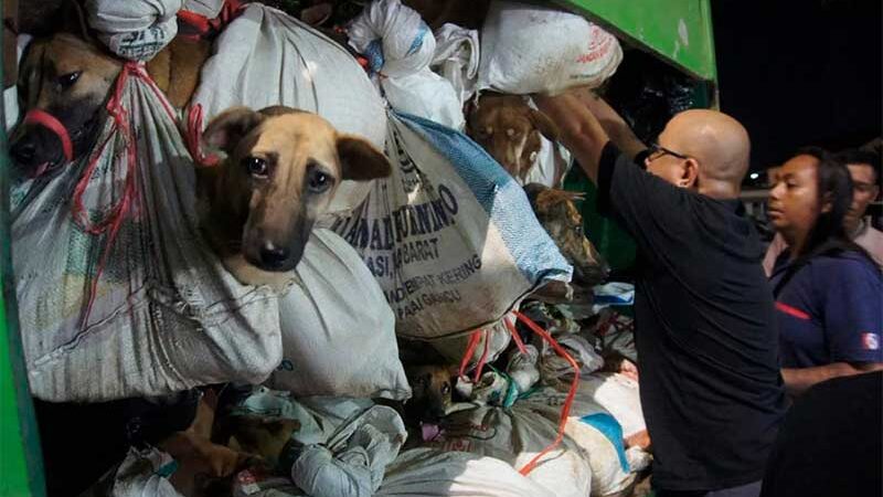 200 cães que seriam consumidos são encontrados em um caminhão de lixo na Indonésia