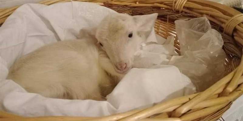 Monterosso, cordeiro com as pernas amarradas na igreja: aumenta a polêmica de associações de direitos dos animais