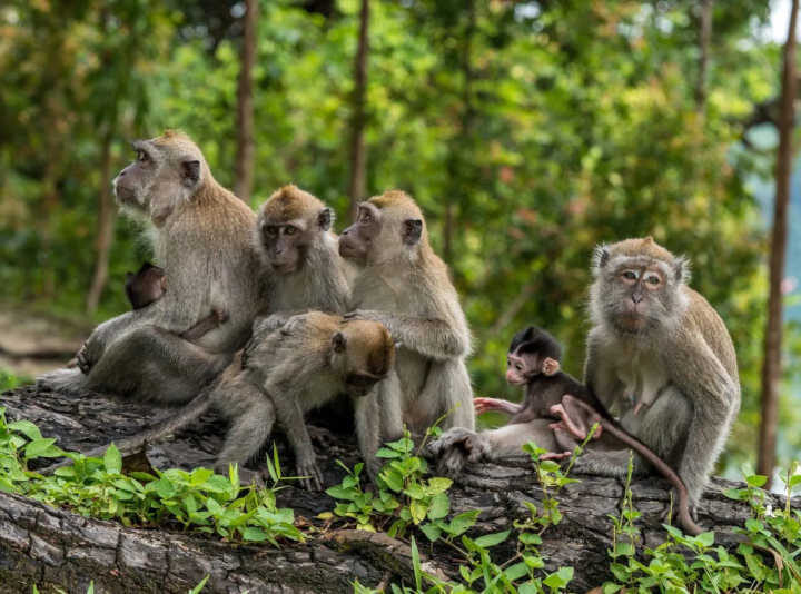 Apelo urgente para EUA interromper a importação cruel de macacos-caranguejeiro para pesquisa