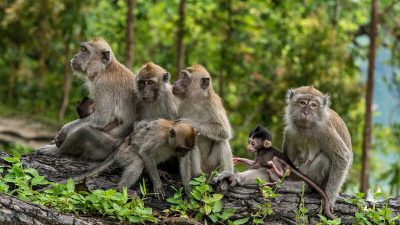 Apelo urgente para EUA interromper a importação cruel de macacos-caranguejeiro para pesquisa