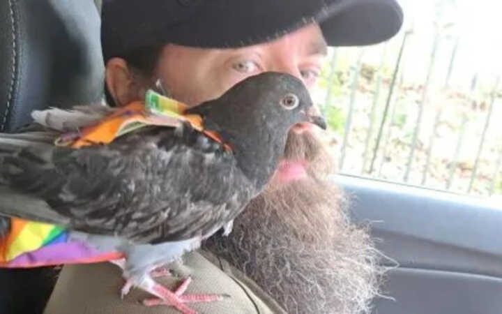 Homem resgata pombo de afogamento e adota animal para família