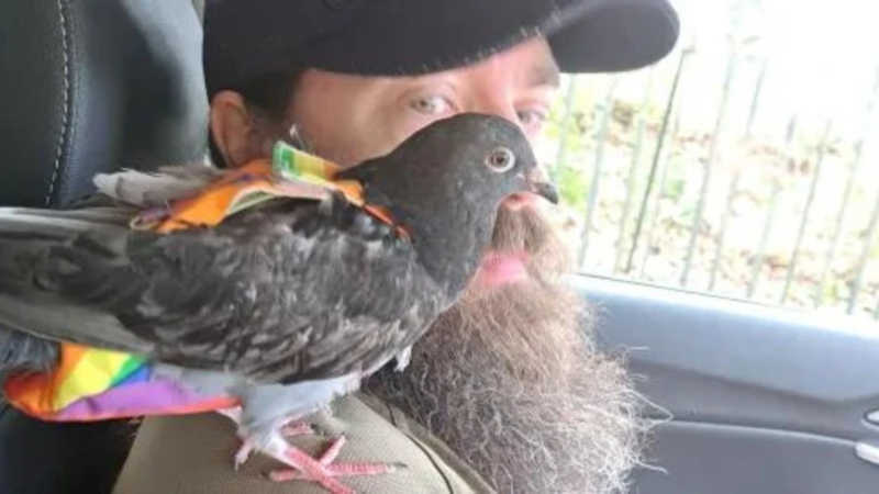Homem resgata pombo de afogamento e adota animal para família